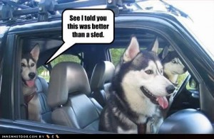 Funny huskies :)