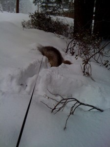 Angelus digging for gold...or gophers