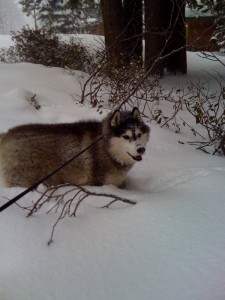 Angelus contemplating digging but watching another dog...